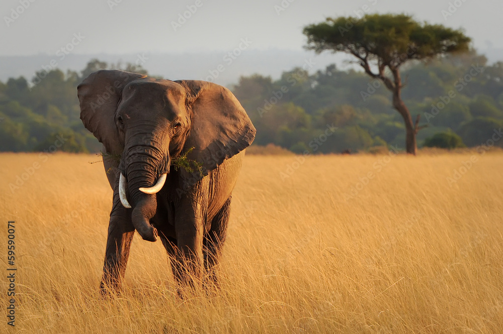 Naklejka premium Słoń Masai Mara