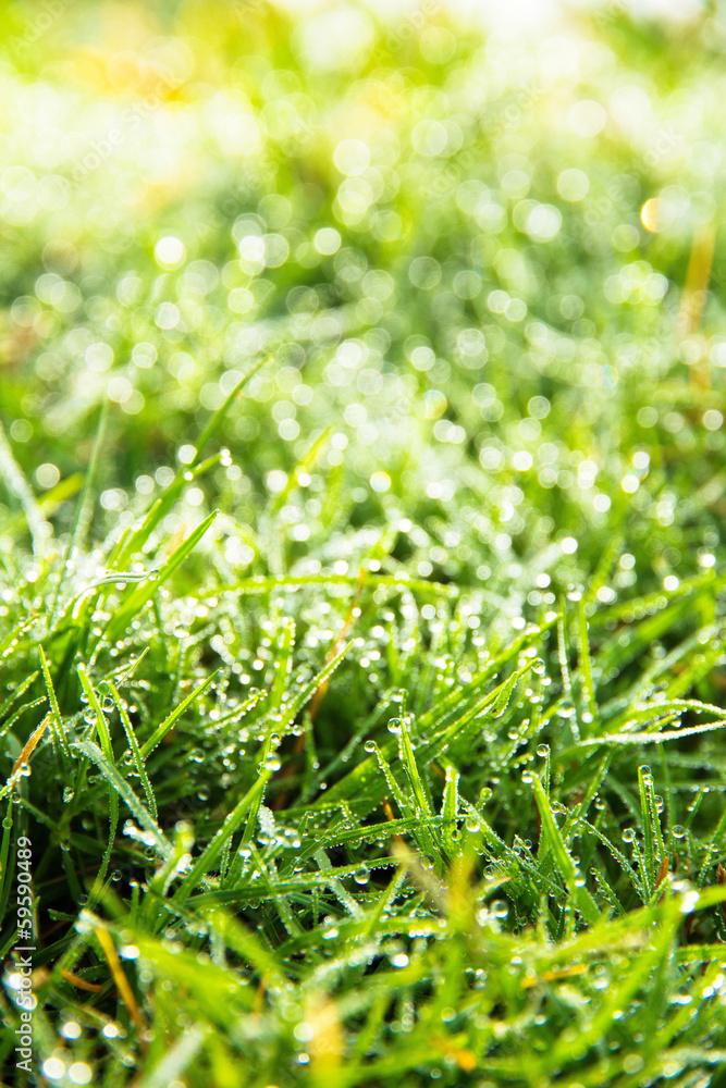 close up image of fresh spring green grass close up image of fresh spring green grass