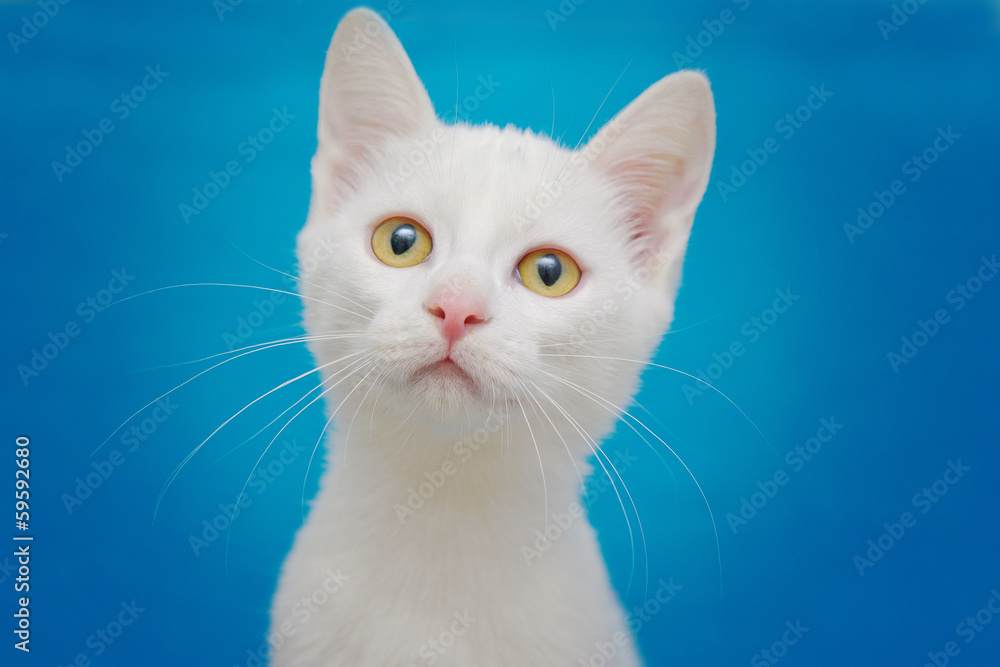 Beautiful white kitten with yellow on blue background