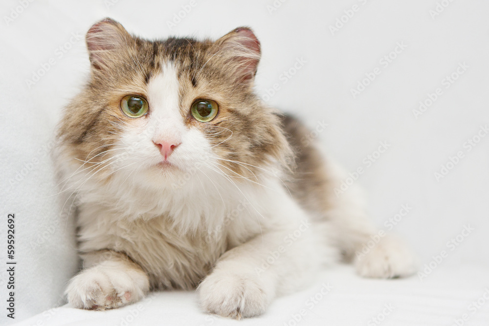 Scared cat with big sad eyes on white background
