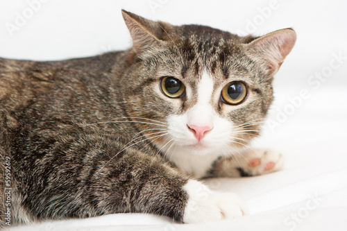 Scared cat with big eyes on white background