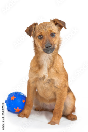 Small dog with a blue ball isolated on white