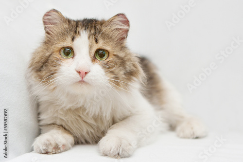 Scared cat with big sad eyes on white background © TravelMedia