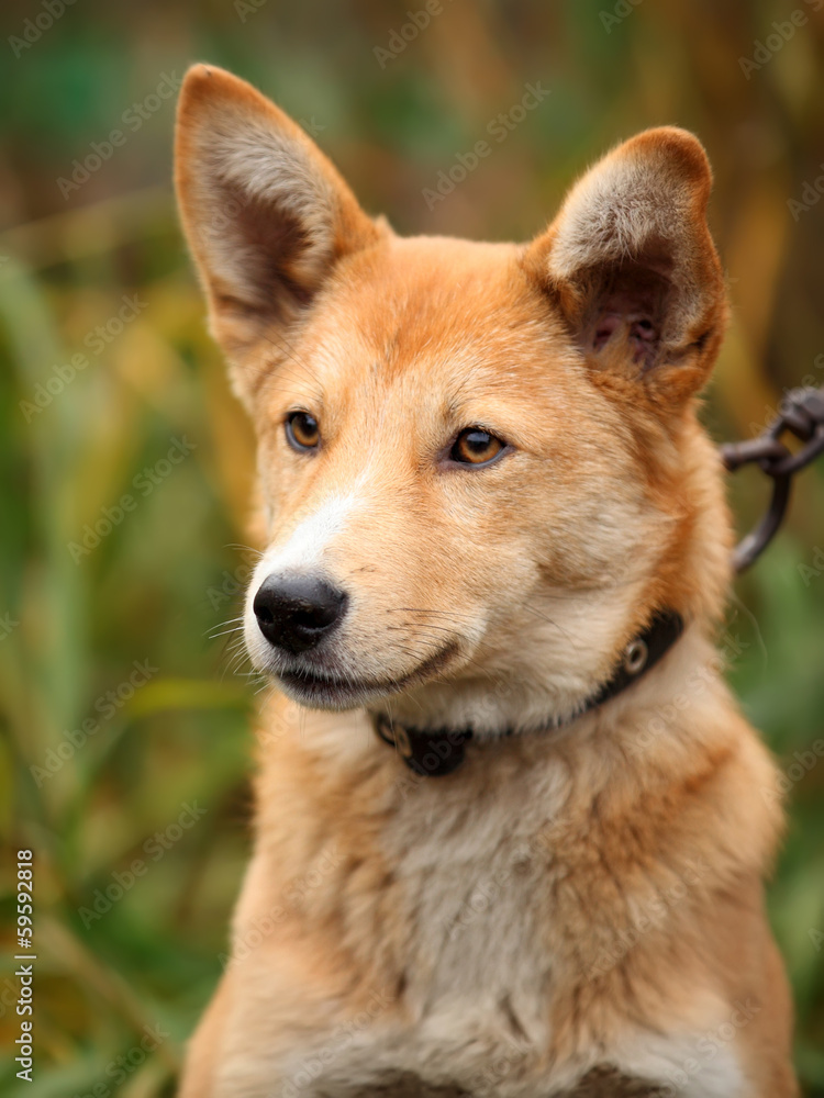 Beautiful outdoor portrait of a young dog with honey eyes