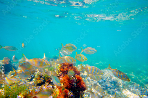 Fototapeta Naklejka Na Ścianę i Meble -  Mediterranean underwater with salema fish school