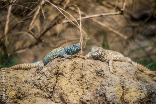 Fotografie, Obraz Two spiny tailed lizards