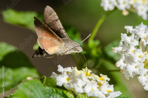 Hummingbird hawk-moth