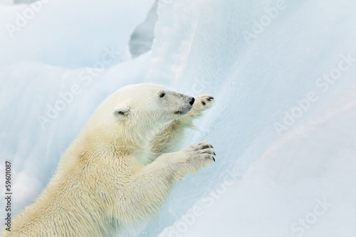 Polar bear climbing at Svalbard