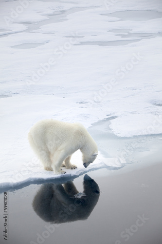 Polar bear waiting for seals