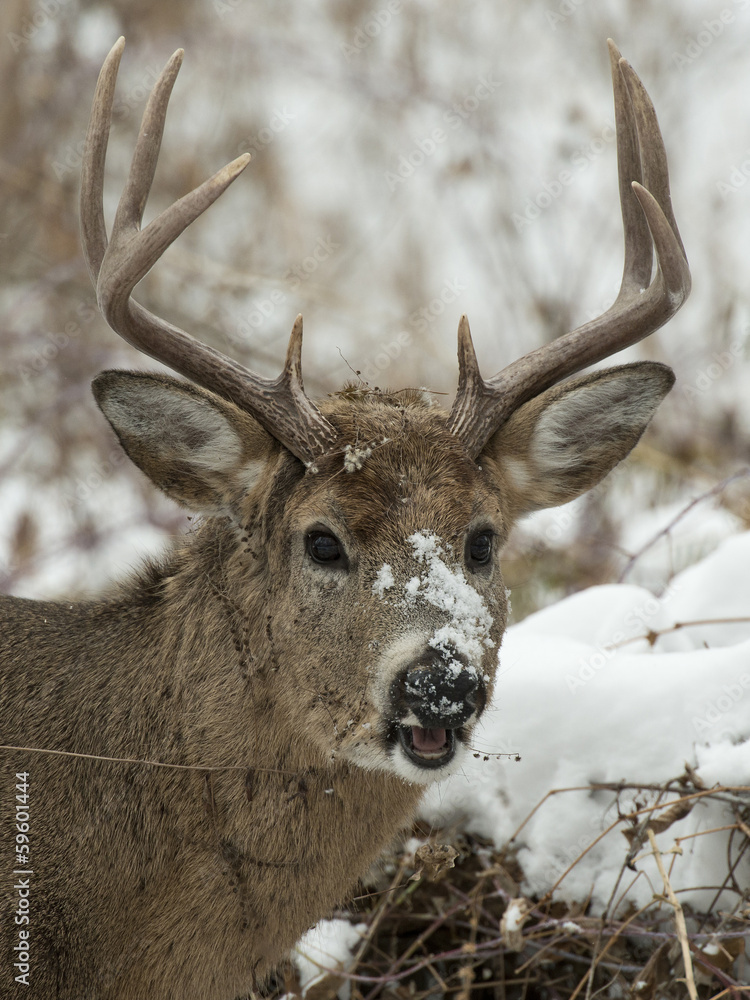 Fototapeta premium Deer with snow on its face
