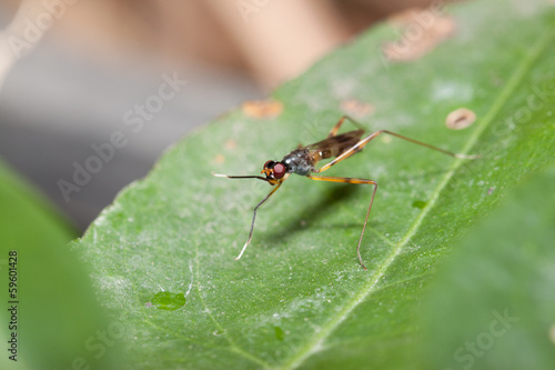 macro ant © phoopanotpics