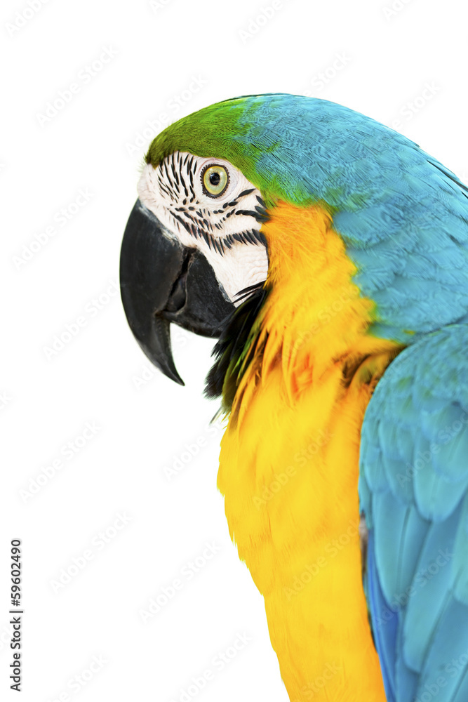 colorful parrots head closeup shot isolated on white