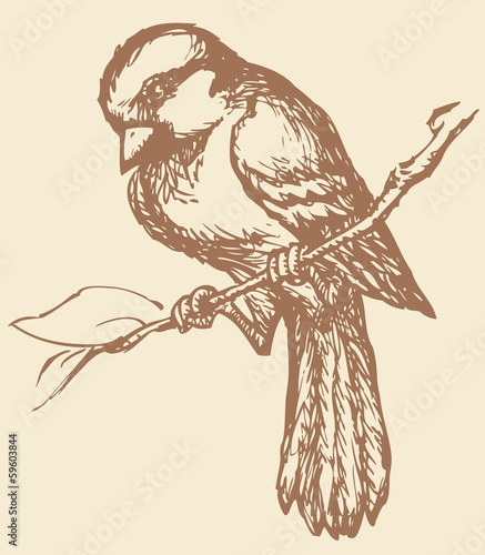 Vector drawing of a series of sketches "Birds". Sparrow