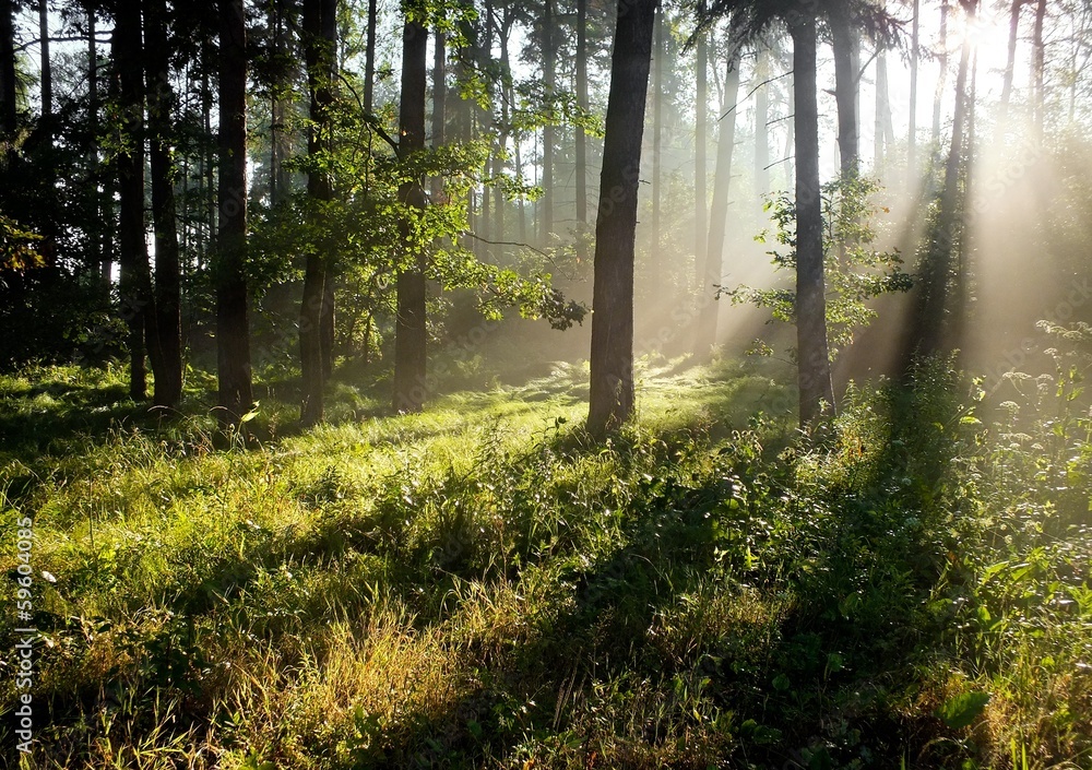 Sun rays in a forest during sunrise Sun rays in a forest during sunrise