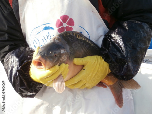 Foto Sale of Christmas carps (tradition in Czech Republic)