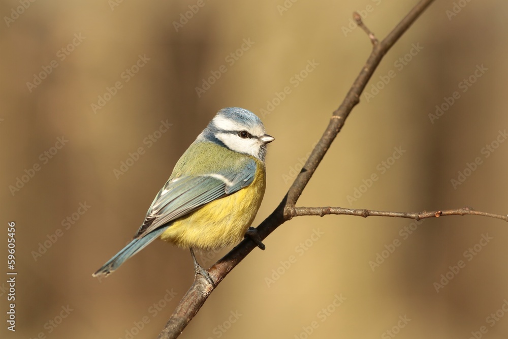 Obraz premium Blue tit - Parus caeruleus on a twig in the autumn forest