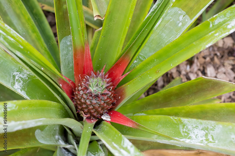 Obraz premium New ananas plant