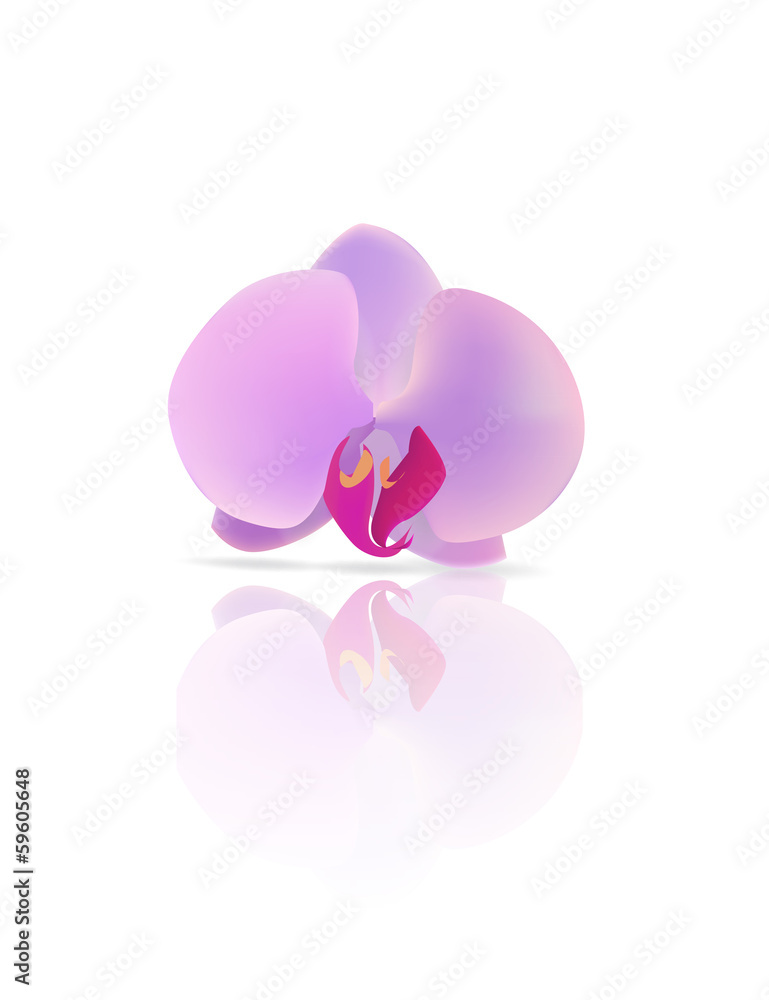 an orchid is a vector an orchid is a vector