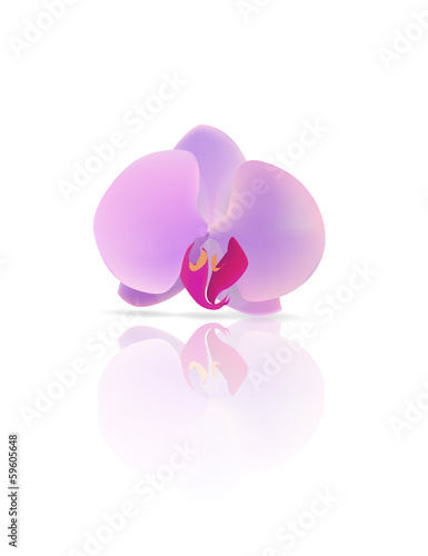 an orchid is a vector © tanshy