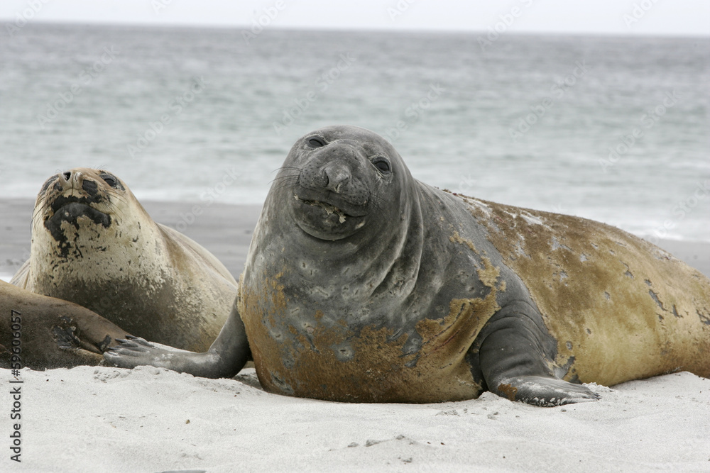Fototapeta premium Southern elephant seal, Mirounga leonina,