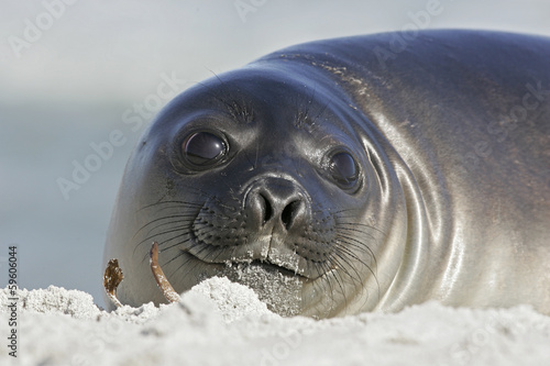 Southern elephant seal, Mirounga leonina, photo