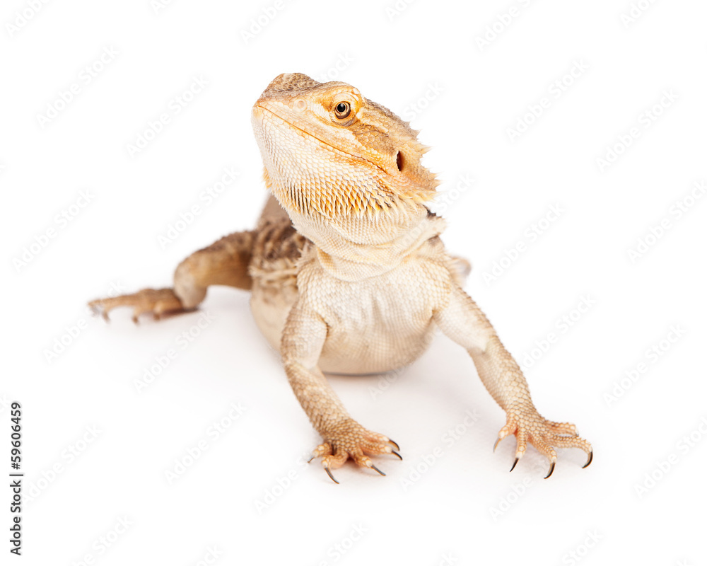 Fototapeta premium Bearded Dragon Isolated