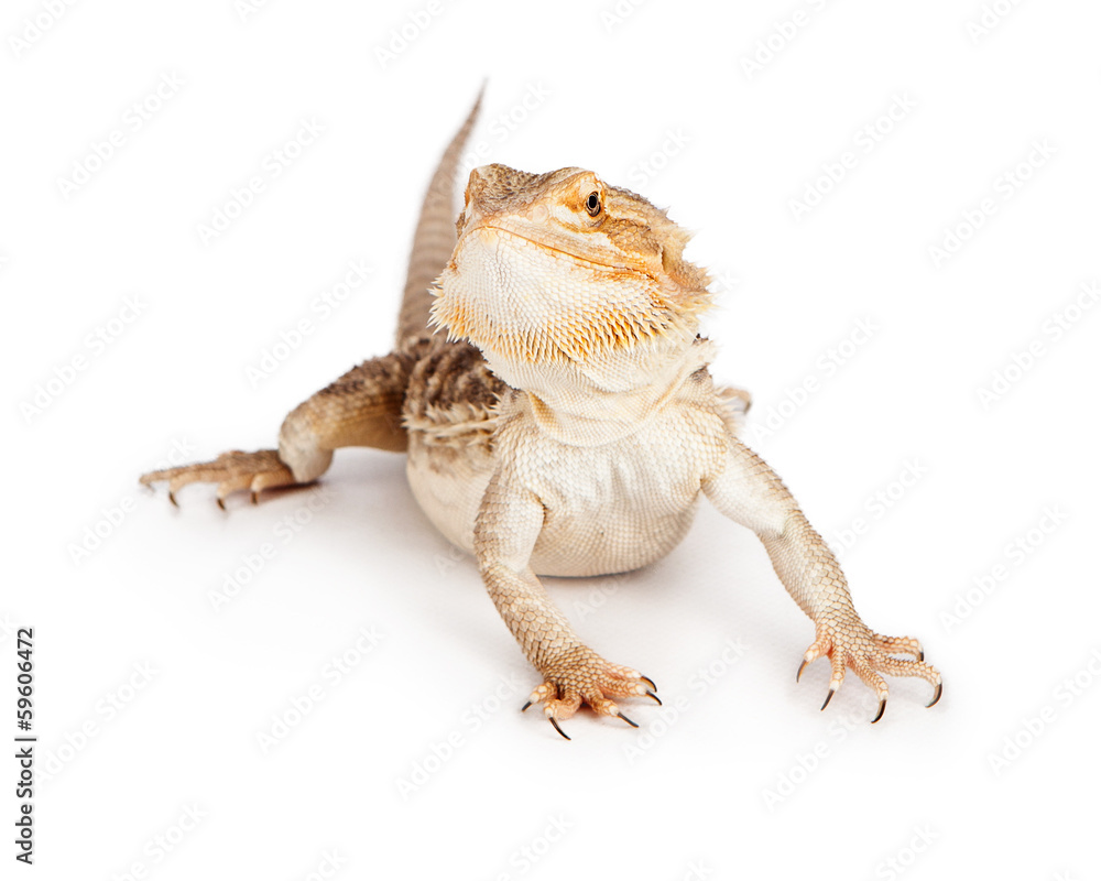 Naklejka premium Bearded Dragon on White