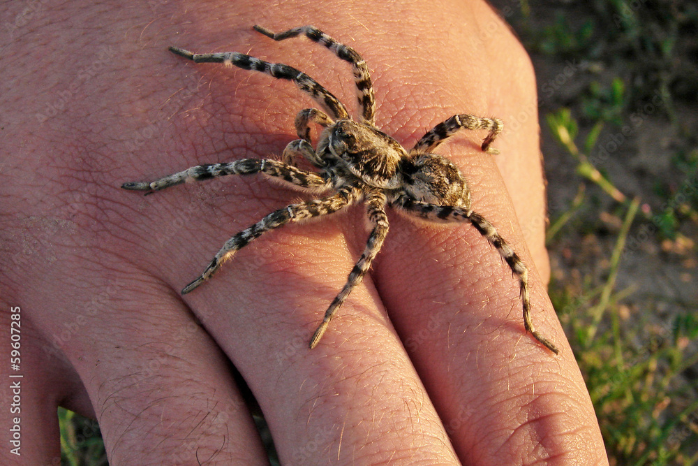 Spider on human hand