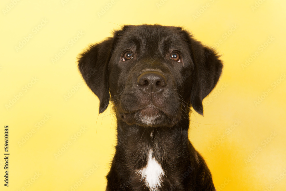 Cross breed dog looking up Cross breed dog looking up