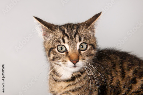 Portrait little striped cat