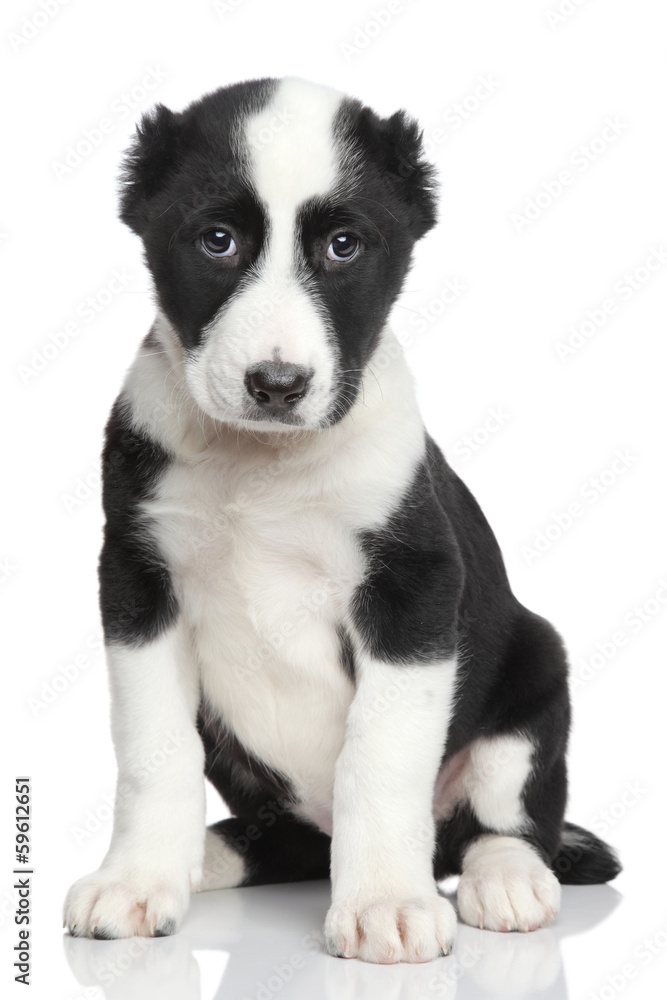 Central asian shepherd puppy portrait