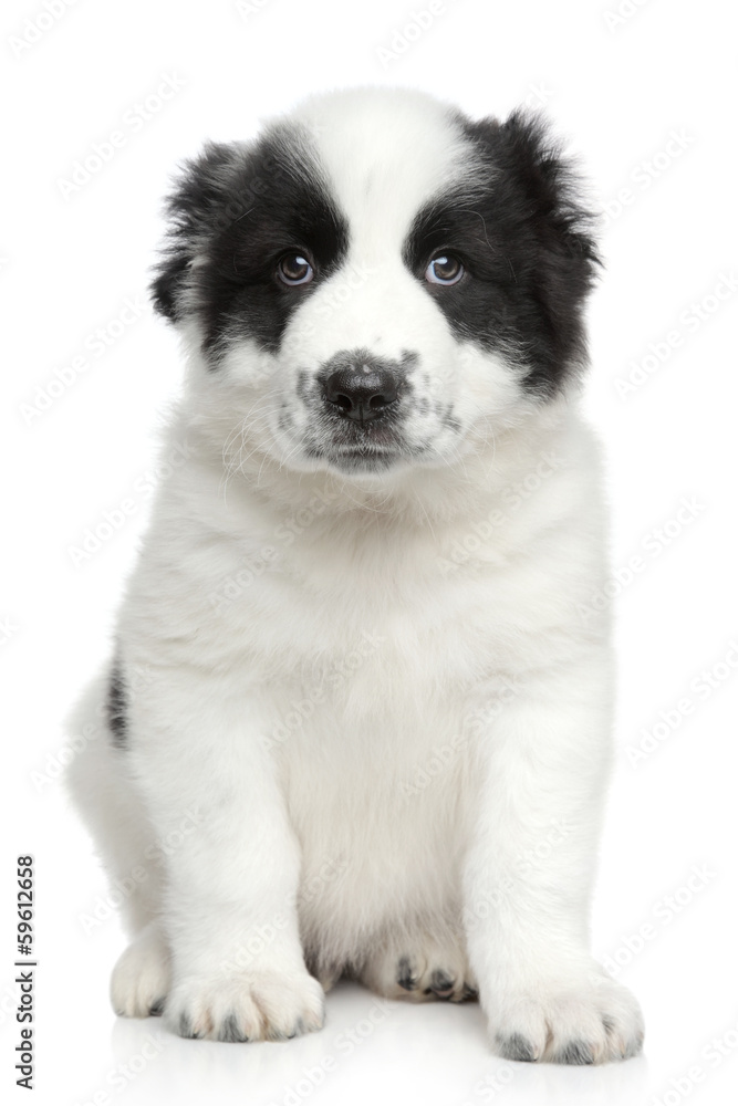 Central asian shepherd puppy