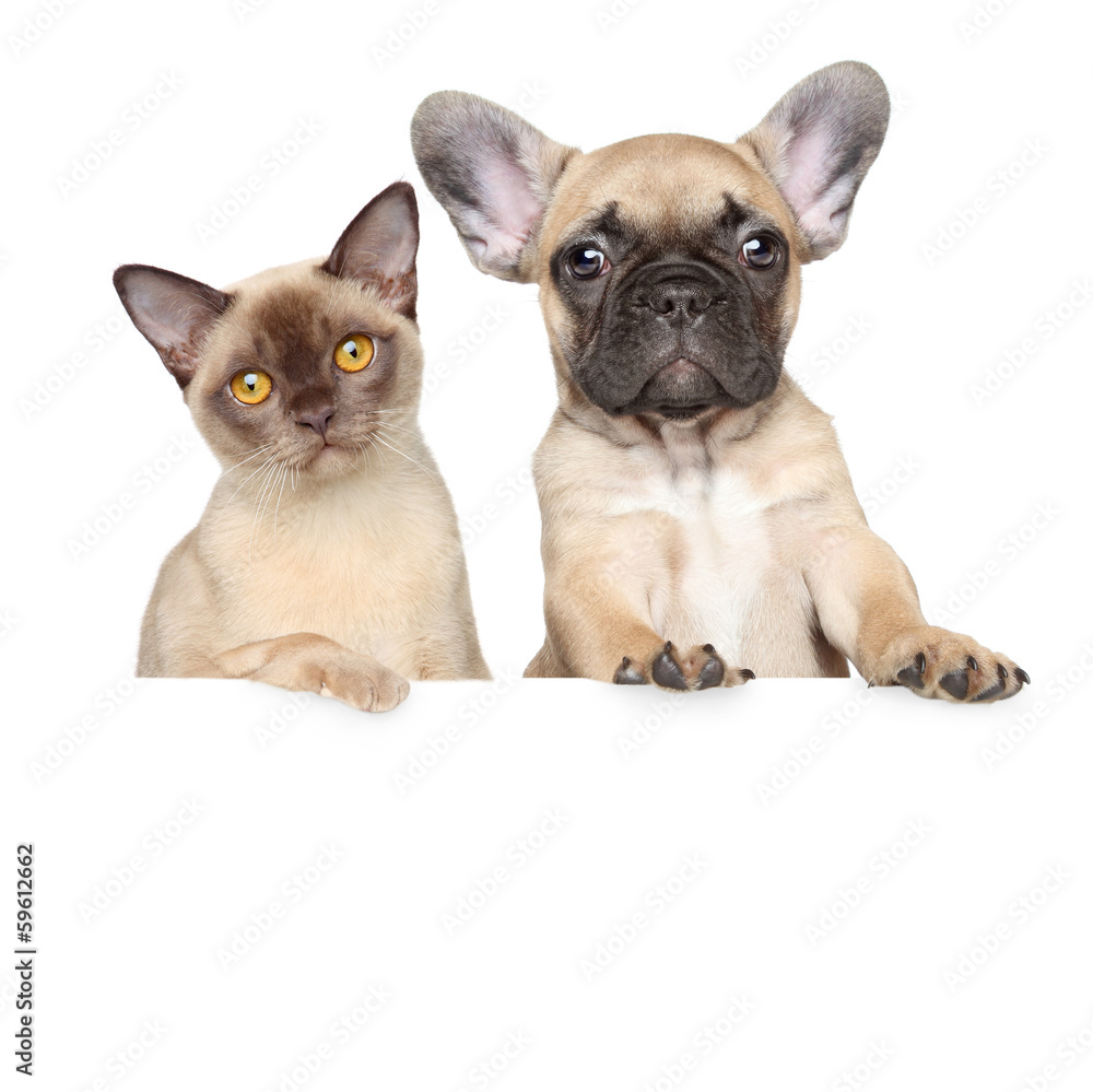Portrait of a cat and dog on a white banner