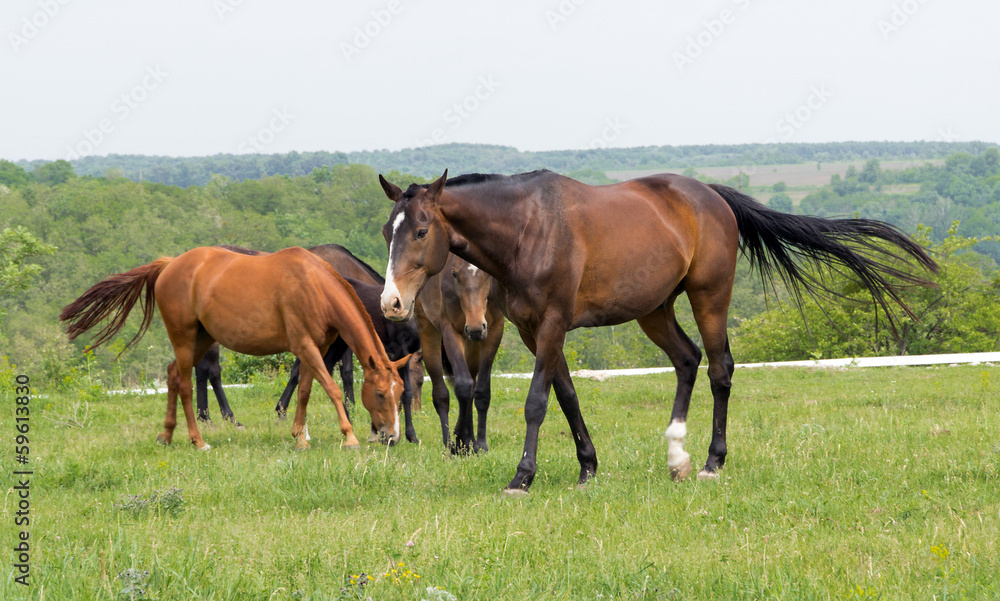 horse on pasture