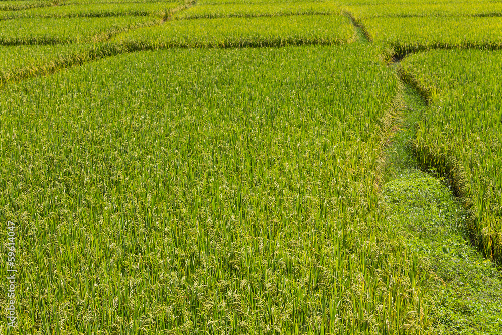Path Through the Rice Fields