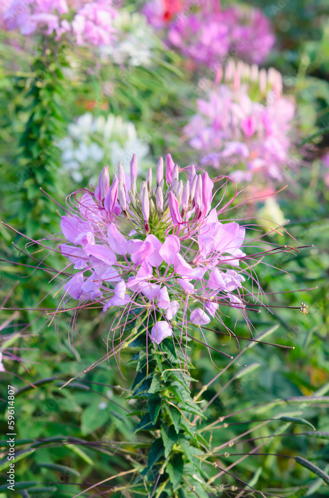 purple flowers purple flowers