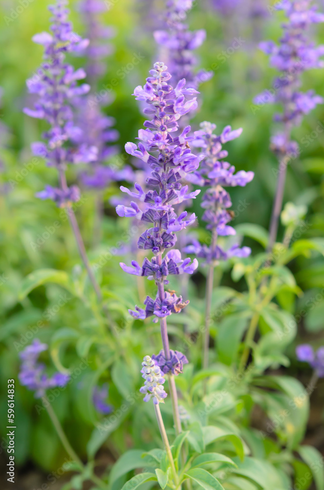 Obraz premium lavender
