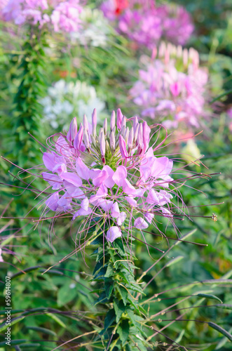 purple flowers