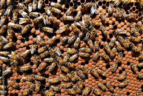 Honeybees on comb © Julie Clopper