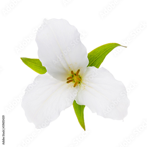 White Trillium flower isolated photo