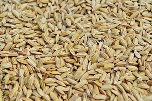 Paddy  rice grain in farm