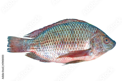 Nile Tilapia fish on white background