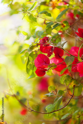 Plant of pink flowers photo