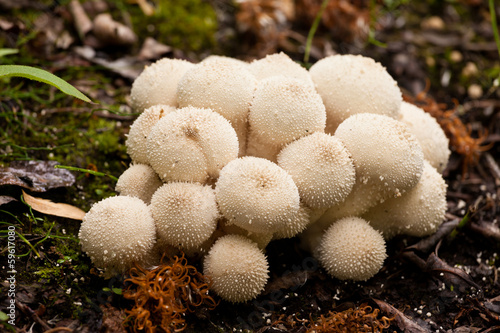 Common Puffball mushrooms Lycoperdon perlatum