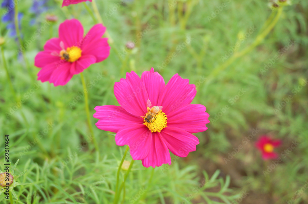 Obraz premium Kwiaty kosmosu