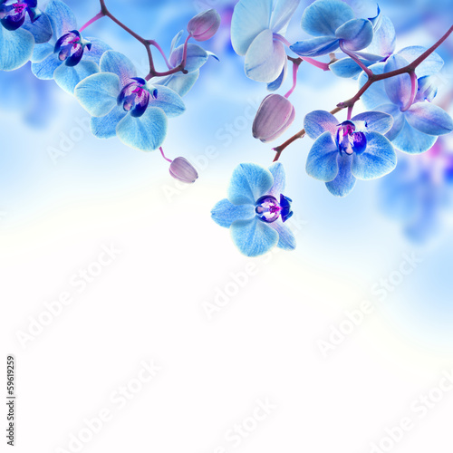 Floral background of tropical orchids