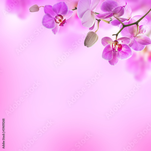 Fototapeta Naklejka Na Ścianę i Meble -  Floral background of tropical orchids