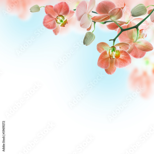 Fototapeta Naklejka Na Ścianę i Meble -  Floral background of tropical orchids