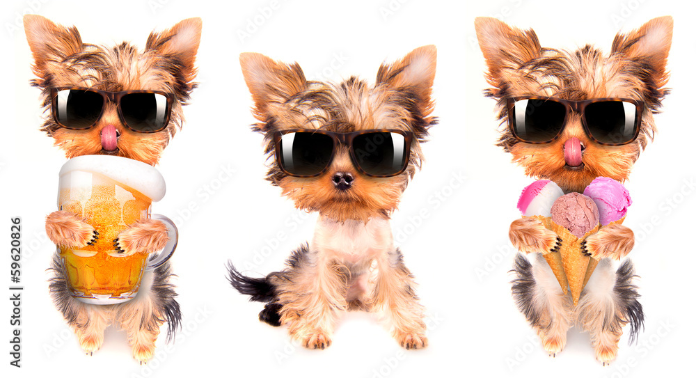 custom made wallpaper toronto digitaldrunk dog with beer and ice cream