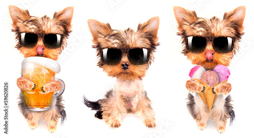 Wallpaper Mural drunk dog with beer and ice cream Torontodigital.ca